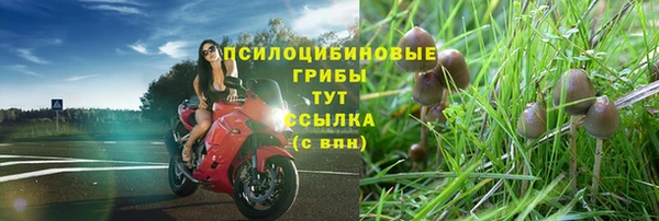 PSILOCYBIN Алзамай